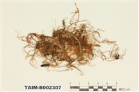 藏品(散生粗帶苔)的圖片